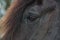 Eye of a Black Percheron Draft Horse