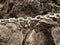 Eye bolt with iron chain anchored into sandstone rock. Twisted chain