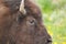 Eye of the buffalo in Yellowstone National Park