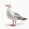 Eye-catching 3d Graphic Of A Seagull On White Surface