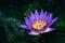 Eye-catching Beautiful Purple Lotus flower blooming in green background