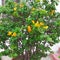 Eye catching beautiful yellow Bougainvillea plant for decoration purpose.