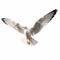 Eye-catching Composition: White Seagull Soaring In 8k Resolution