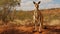 Eye-catching Kangaroo In Madagascar