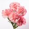 Eye-catching Pink Carnations Bouquet On White Background