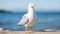 Eye-catching Seagull Statue On Beach With Blurry Background