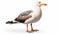 Eye-catching Seagull On White Background - Uhd Image