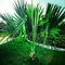 Eye catching and shining Palm plant on a sunny day in a park