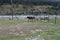 Eye catching view of the magnificent Lidder river and horses grazing by the shore