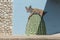 Eye catching wall mural, cat on a cactus