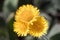 Eye of Christ Inula oculus-christi, golden-yellow flowers