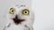 Eye close-up. Snow owl, Bubo scandiacus on white background