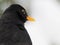 Eye of a Common Blackbird