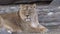 Eye contact with an Asian lioness watching the cameraman