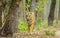 Eye contact with Bengal tigress