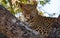 Eye contact with a leopard