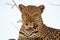 Eye contact with a leopard