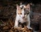 Eye contact with stray street kitten in historic Dubrovnik, Croatia.