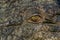 Eye of the crocodile in Kakadu National Park in Australia& x27;s Northern Territory