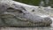 Eye of crocodile or tomistoma floating in the river.