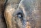 The eye of an elephant and the detail of its large head