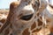 Eye and face of a giraffe close-up.