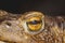 Eye of ground toad