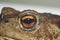 Eye of ground toad