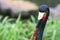Eye and head of saddle-billed Stork closeup