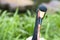 Eye and head of saddle-billed Stork closeup