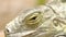 Eye of an iguana close up. Iguana big lizard basking in the sun