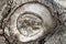 Eye knot on beech bark closeup