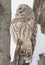 Eye level extreme close up of large Barred Owl on tree branch in winter