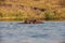 Eye-level Hippo in Kruger National Park 2