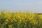 Eye-level shot of a beautiful meadow of tall yellow flowers under the blue sky