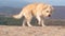 Eye-level shot of a cute furry dog standing having a beautiful nature scene behind