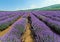 Eye-level shot of a digital camera on a tripod in a lavender field