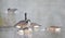 Eye-level shot of a group of Canada goose birds swimming peacefully in a lake water