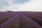 Eye-level shot of a huge lavender field under the cloudy sky with some trees in the distance