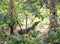Eye-level shot of a Komodo Dragon animal lying on the ground in trees