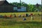 Eye-level shot of people in colorful conical hats working in a field