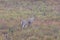 Eye-level shot of a white-tailed deer in Canaan Valley State Park in Tucker County, West Virginia