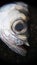 Eye of Malaysia Tarpon Fish