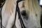Eye and mane of a white thoroughbred racehorse with a bridle on the muzzle standing on the street