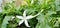 eye medicine kitolod plant