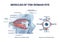 Eye muscles detailed anatomical description with medical lens outline diagram