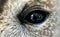 Eye of an Owl