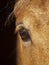 Eye of palomino horse closeup