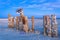 Eye and pilings at the Salton Sea