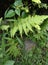 eye-pleasing greenery embellished with beautiful green flowers